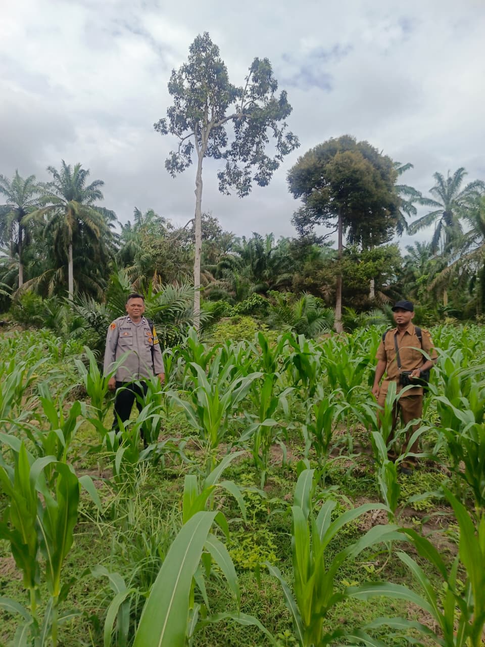Bhabinkamtibmas Polsek Pulau Raja Laksanakan Survei Penanaman Jagung Dukung Ketahanan Pangan